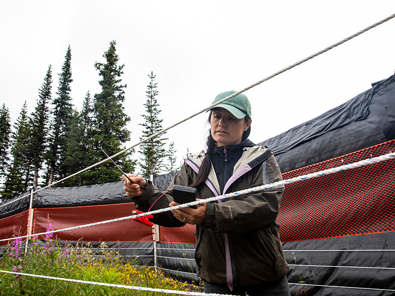 Starr Gauthier, caribou guardian, Saulteau First Nations, checks the outer electric fence around the maternal pen designed to keep predators away from the caribou while they are in the pen.