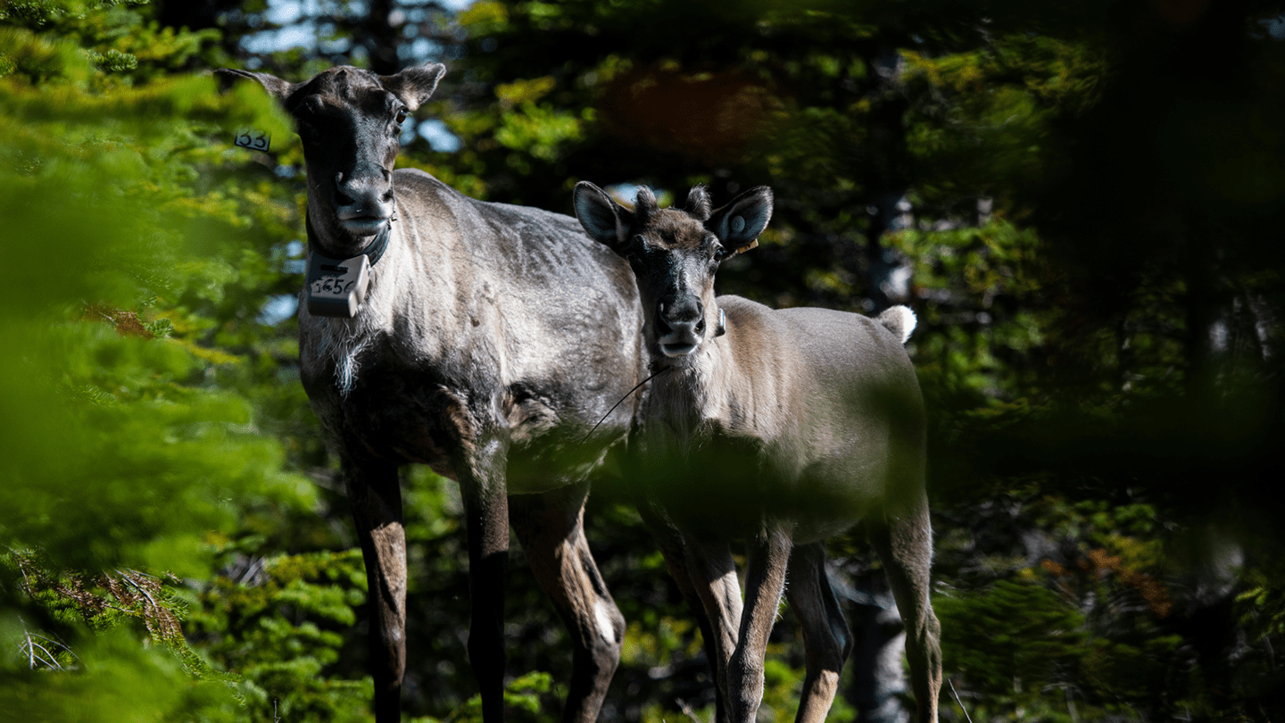 Caribou cow (left) and calf (right) in the Klinse-za maternal pen look towards the camera. They are surrounded by green forest.