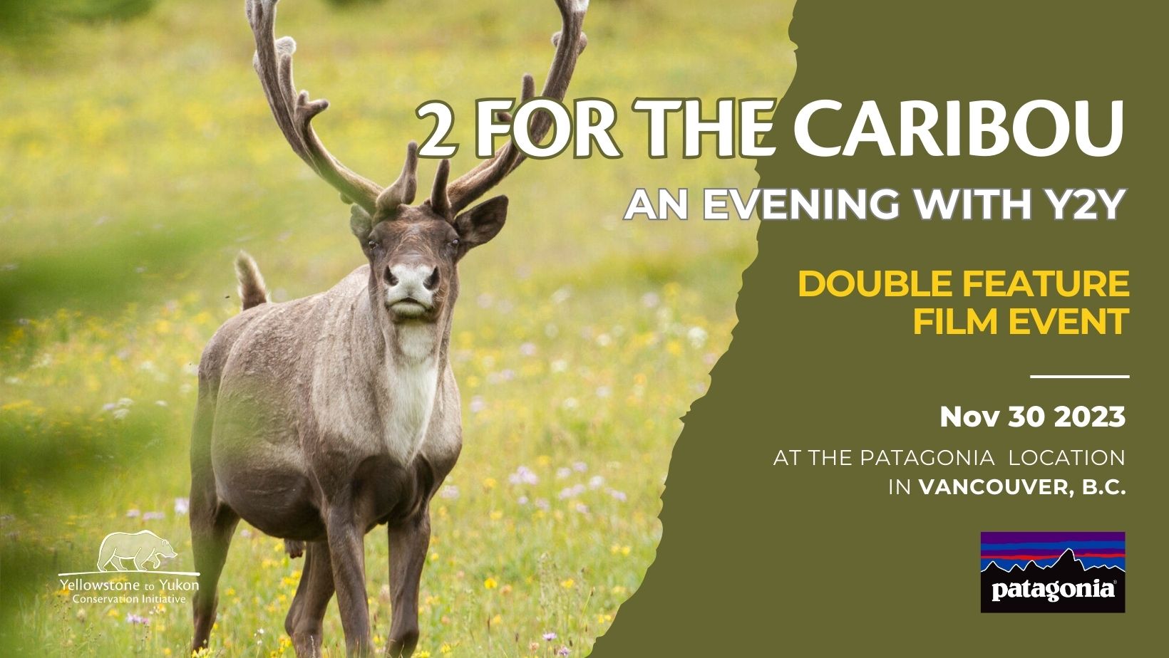 A photo of a caribou standing in the middle of a grassy meadow. Image caption reads: 2 for the caribou, an evening with Y2Y. Double feature film event. November 30, 2023 at the Patagonia Elements location in Vancouver, B.C.