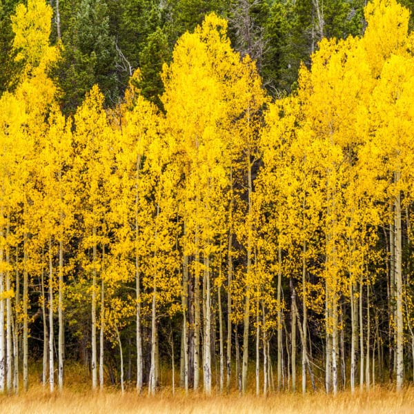 Aspens in the forest