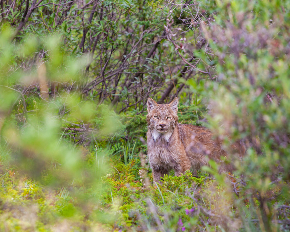 A lynx peers through thick green vegetation