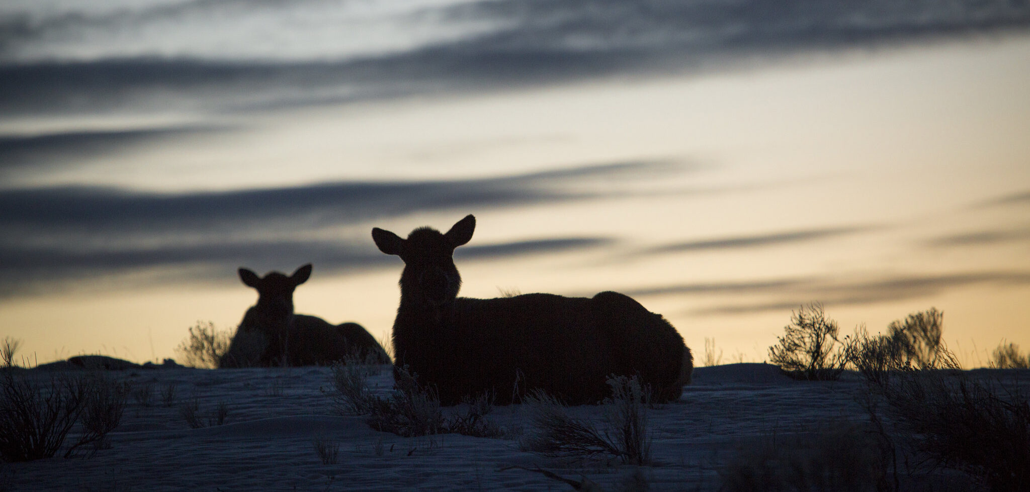 Elk are backlit by a sunset as they sit on a hill