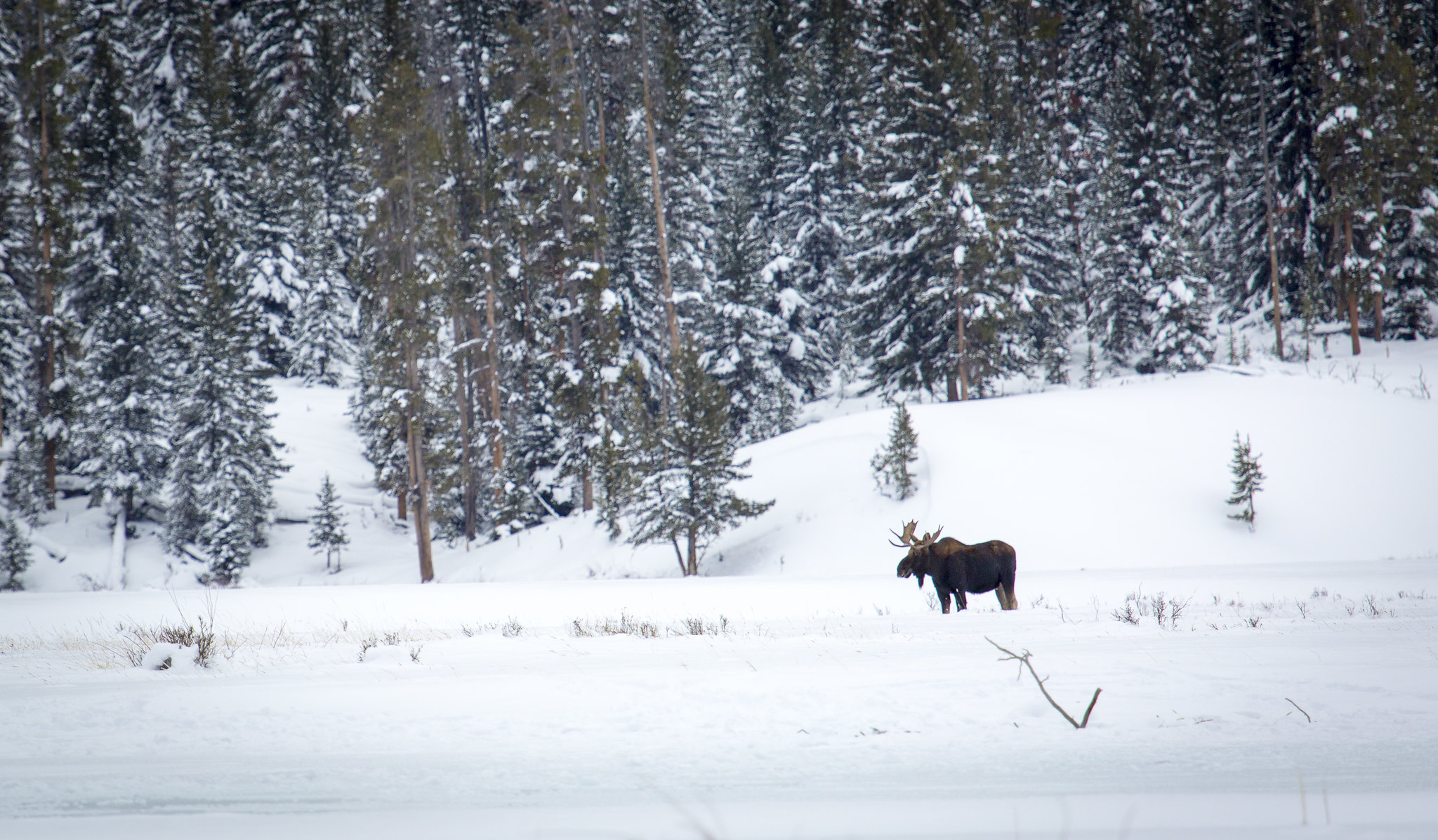 A bull moose stands in a snowy landscape