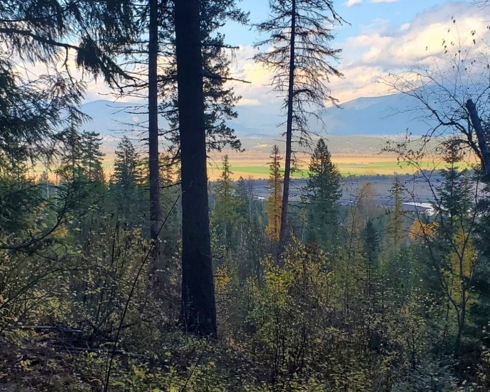 A view of 100-acre wood in north Idaho
