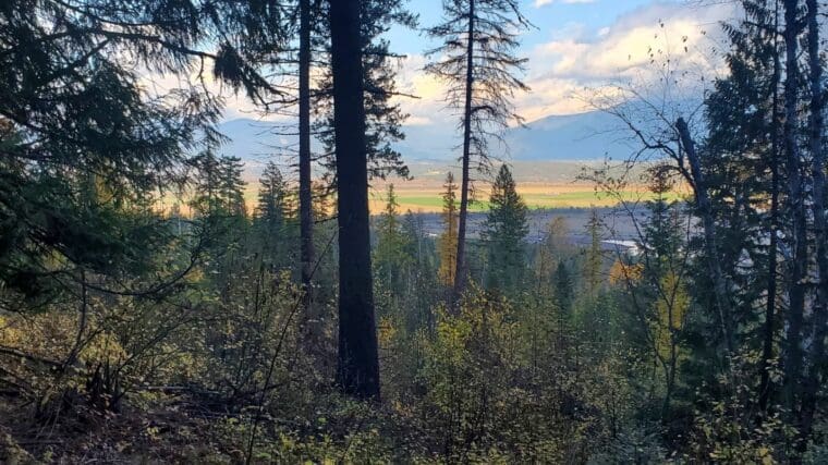 A view of 100-acre wood in north Idaho