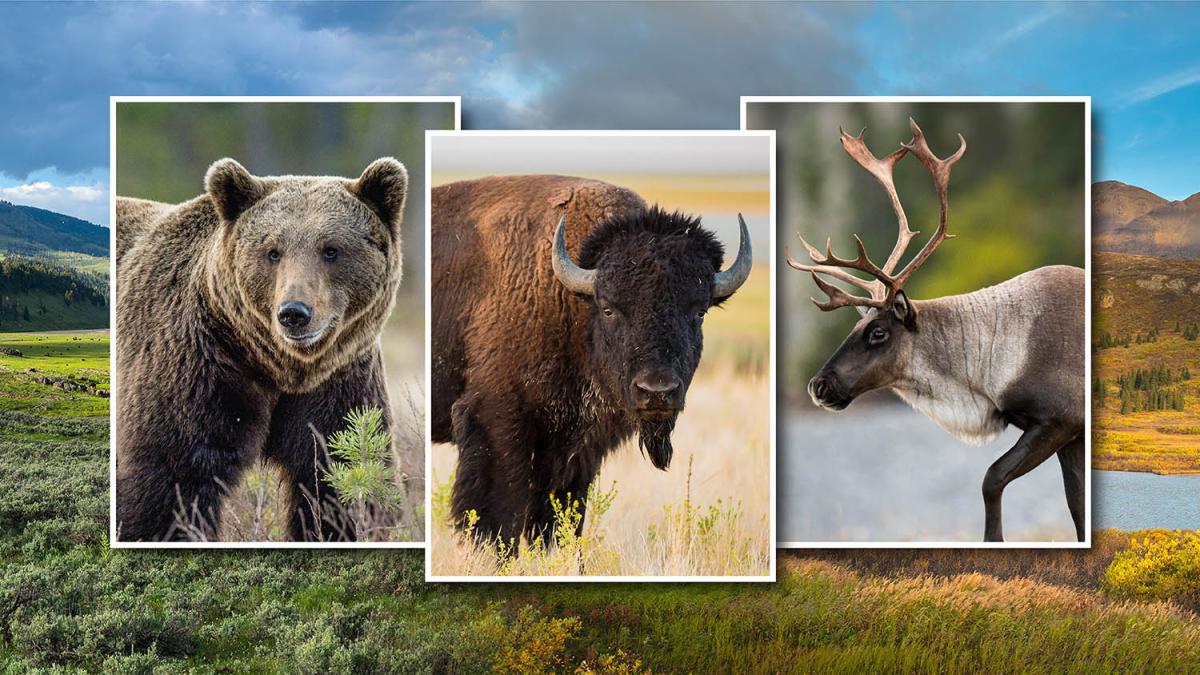 A three piece collage featuring a grizzly bear, bison and caribou featured over a grass landscape