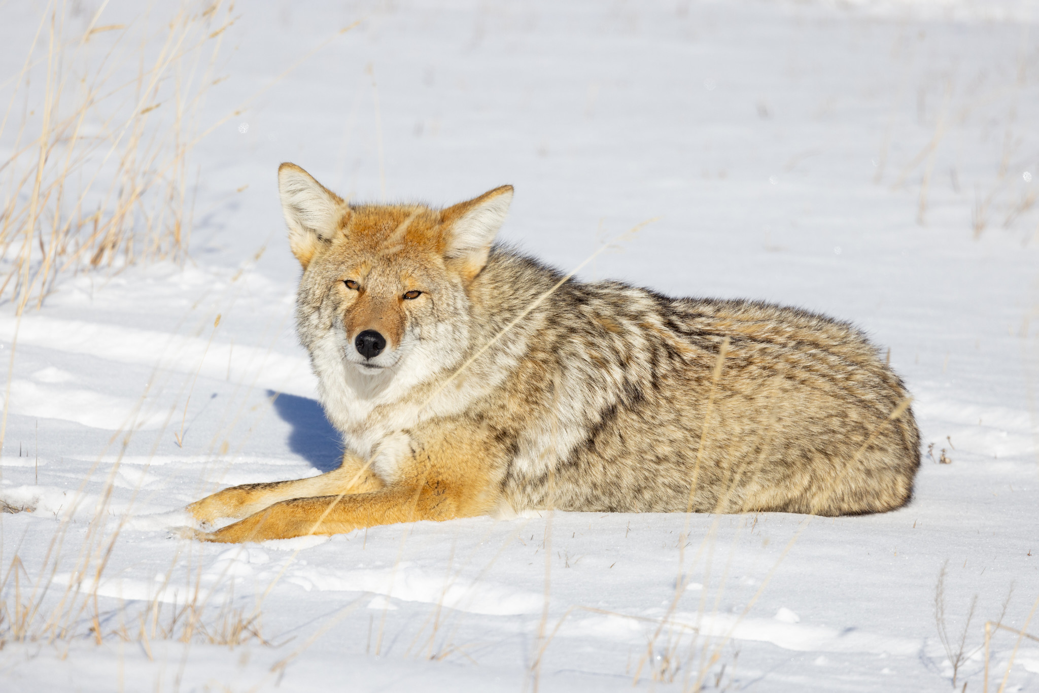 A coyote lays in the snow basking in winter sun.