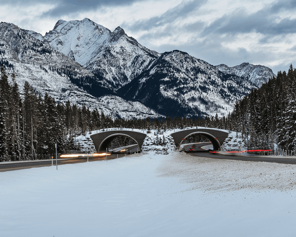 A winter scene looking toward a double-barrel wildlife overpass crossing structure in Banff National Park with snowy, rocky mountains in the background