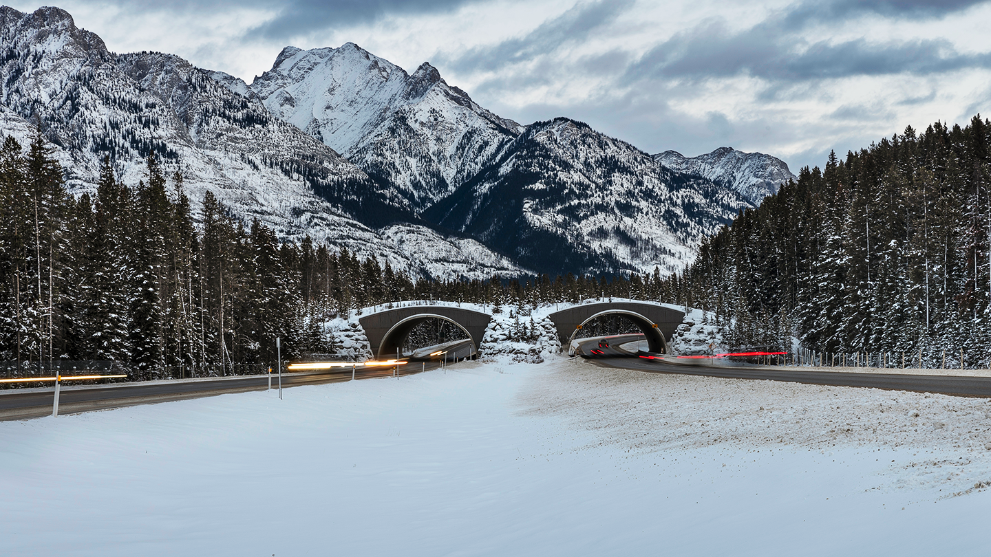 A winter scene looking toward a double-barrel wildlife overpass crossing structure in Banff National Park with snowy, rocky mountains in the background
