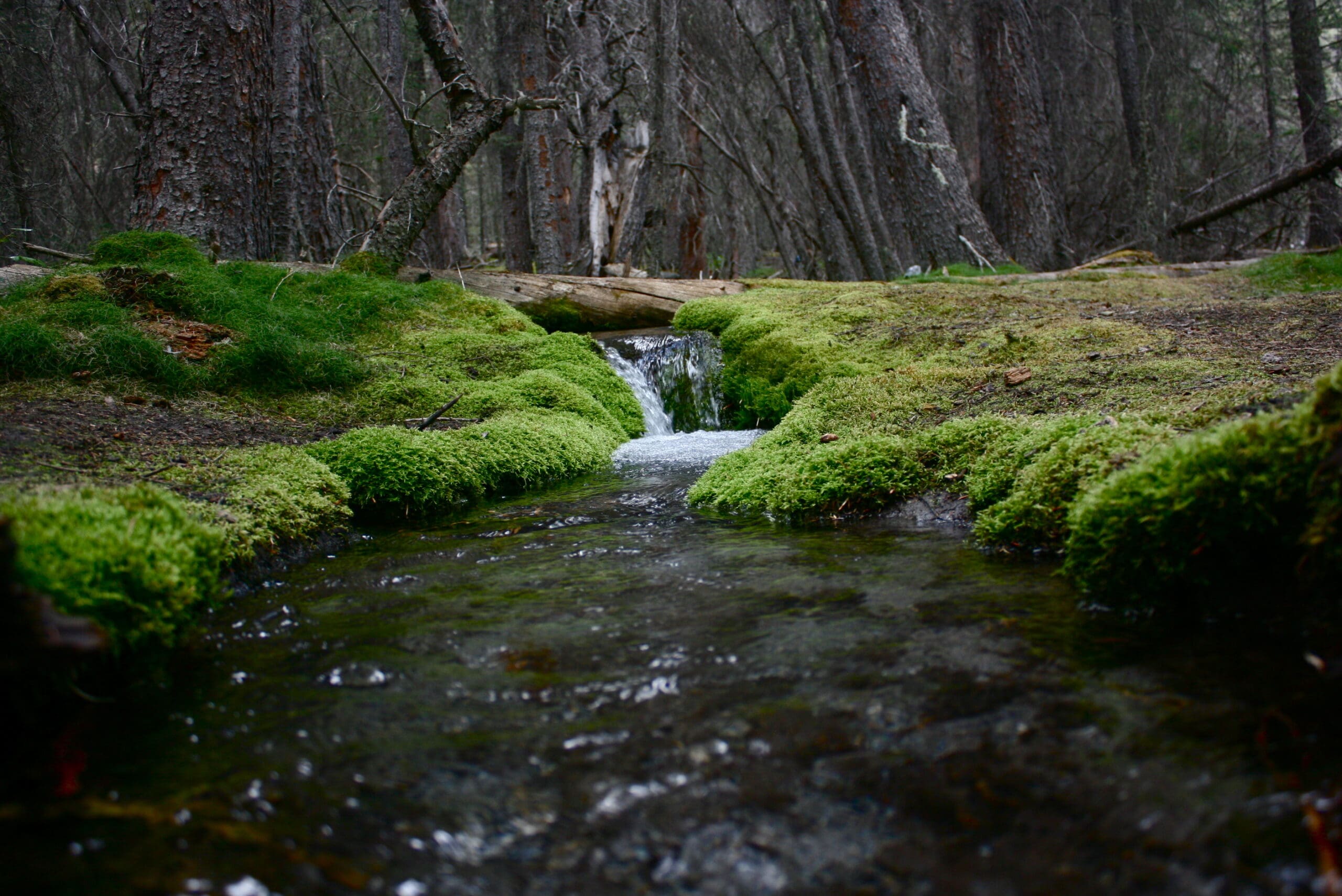A lush green mossy creek scene