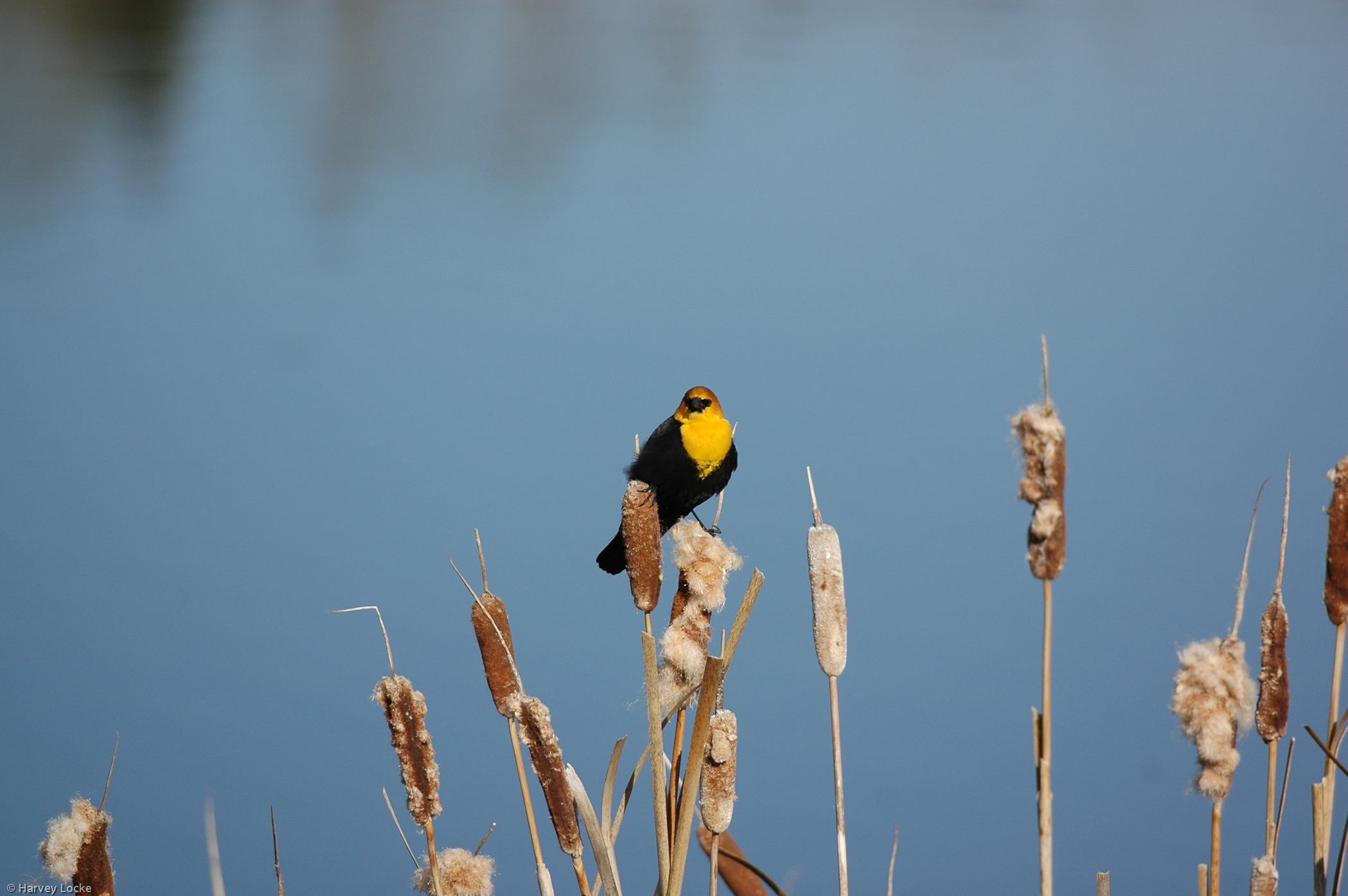 A bird with black and orange feathers sits on a bullrush near water