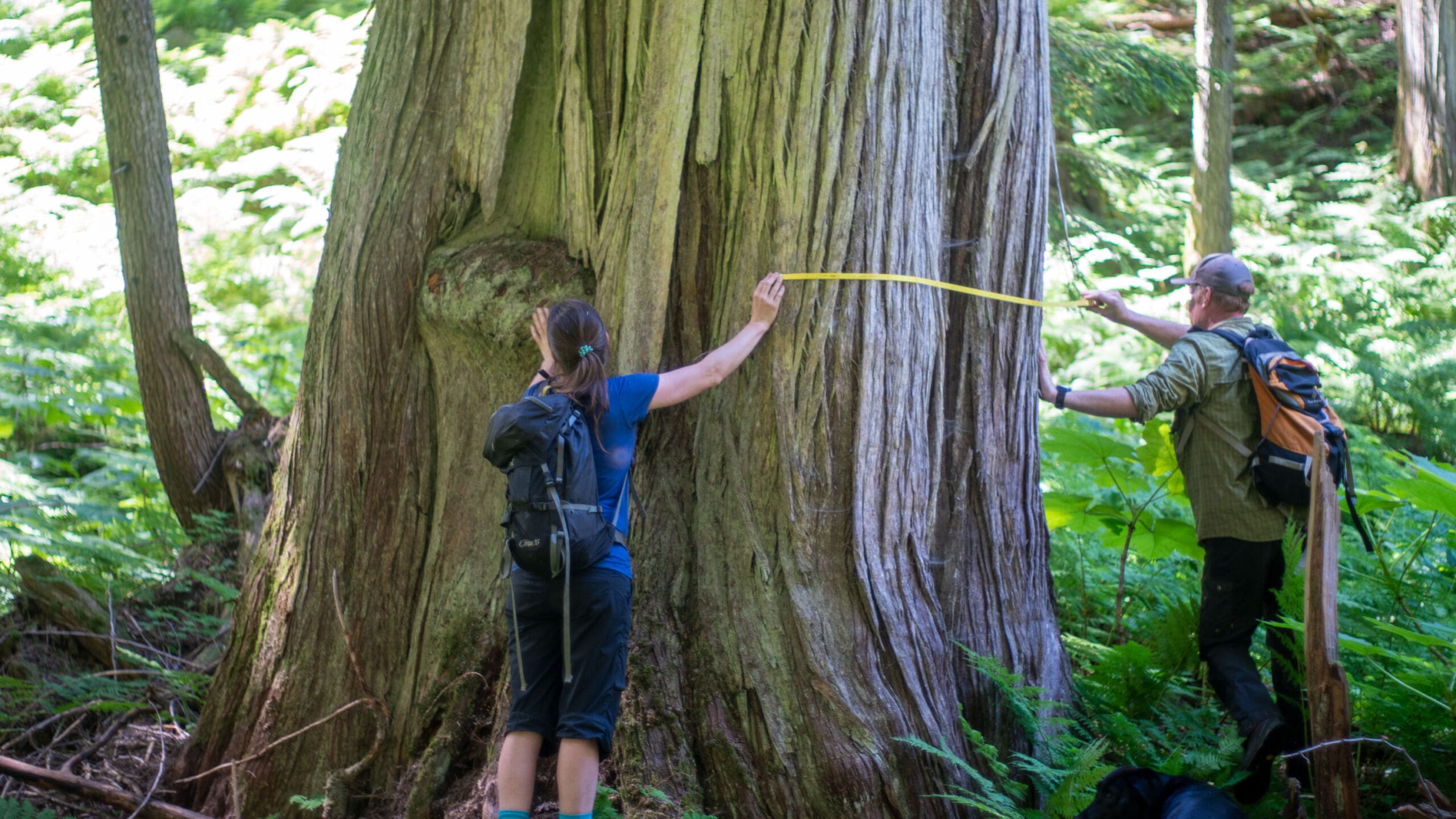 Two people measure a large old growth tree