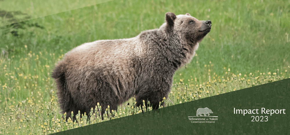Y2Y 2023 Impact Report cover photo. A grizzly bear in Kananaskis Country. Credit: Leila McDowell.