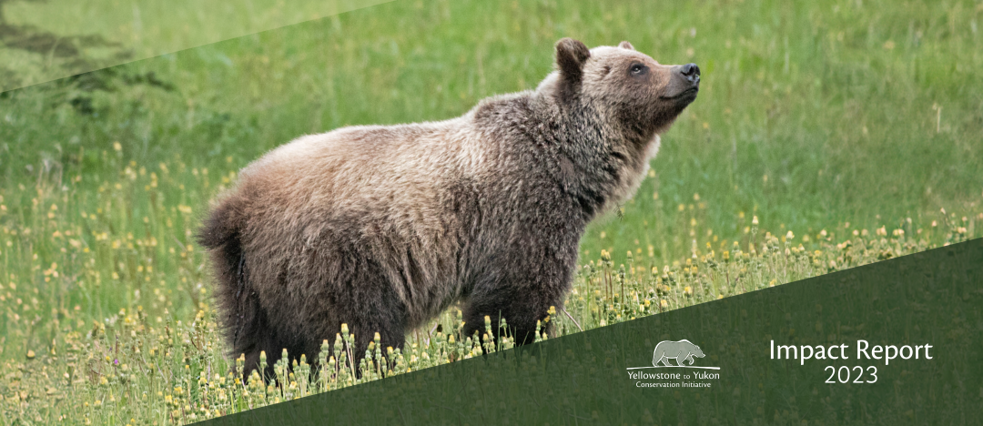 Y2Y 2023 Impact Report cover photo. A grizzly bear in Kananaskis Country. Credit: Leila McDowell.