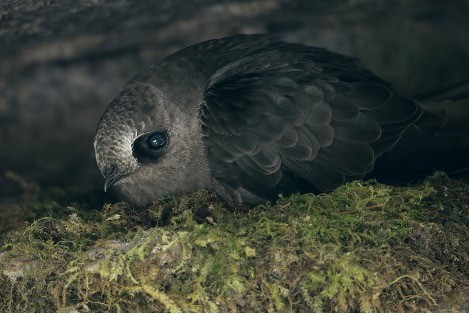 A small black swift on its nest