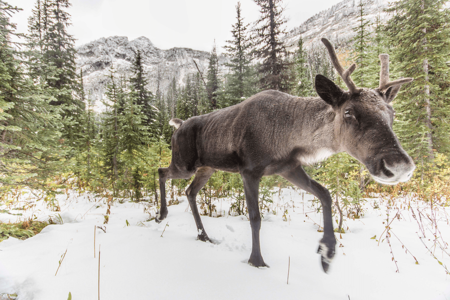 Mountain caribou walks over the snow. Photo credit: David Moskowitz