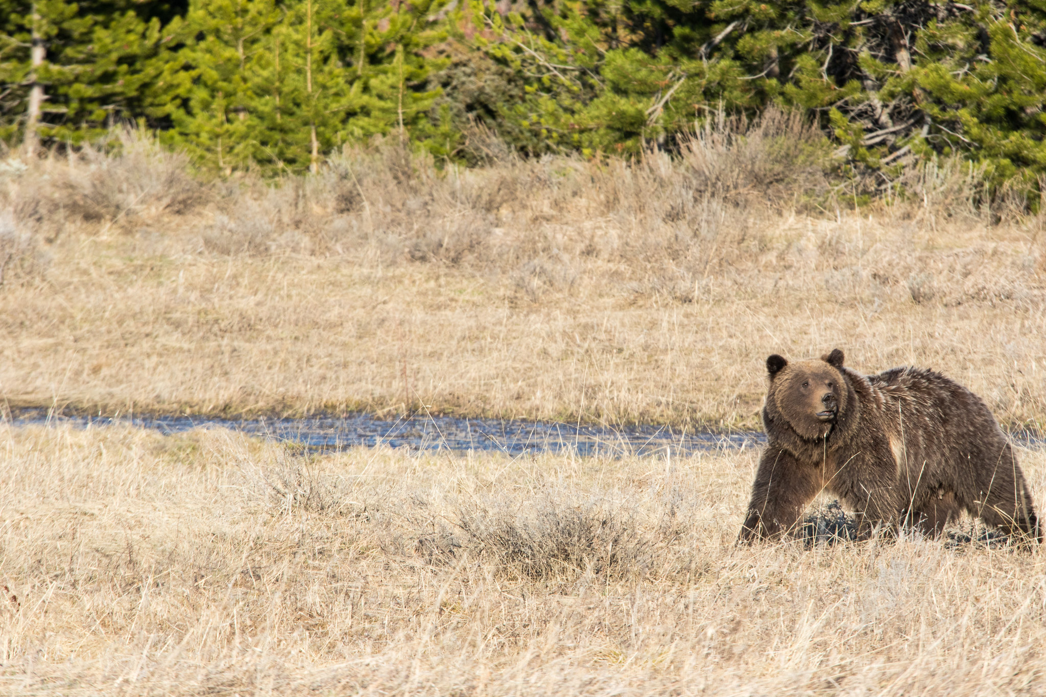 A grizzly bear sow walks in a field in Grand Teton National Park