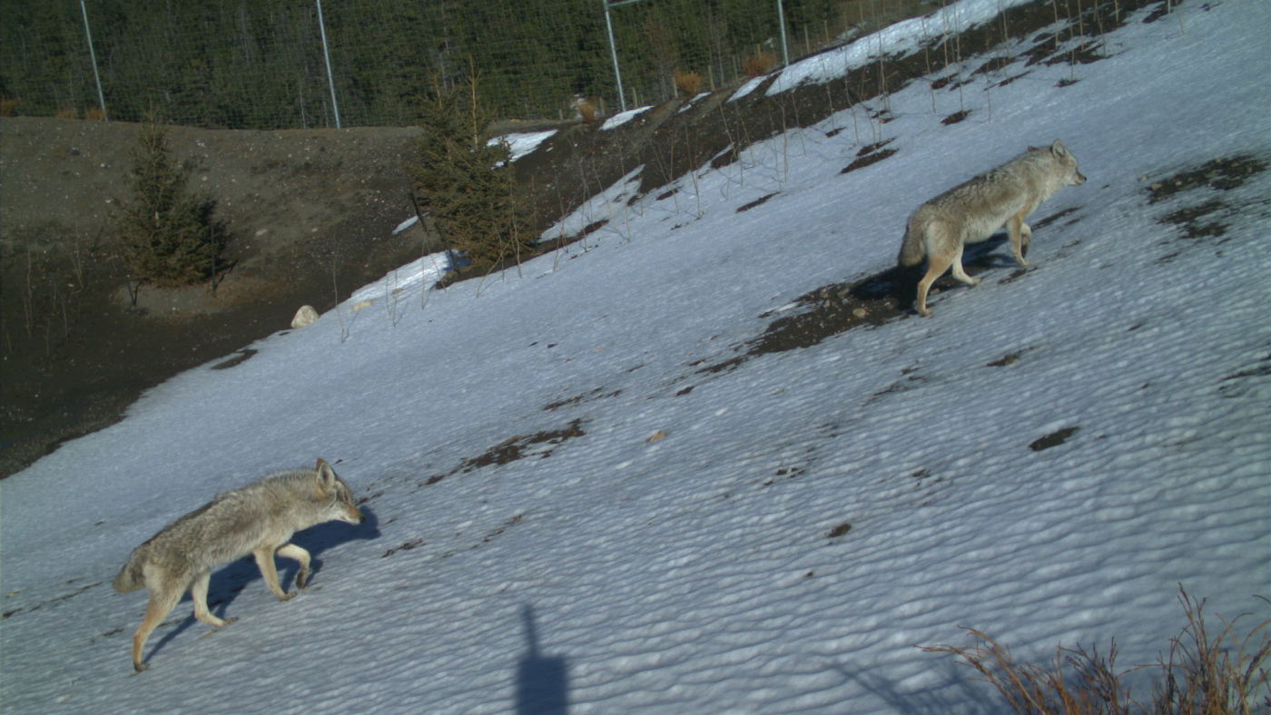 Animals using a new wildlife overpass crossing