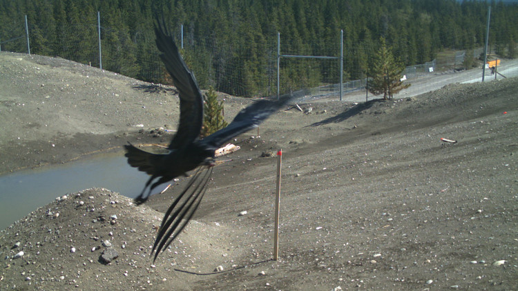 A raven flies over Alberta's Bow Valley Gap wildlife overpass