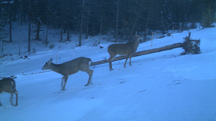 Deer using Alberta's Bow Valley Gap wildlife overpass