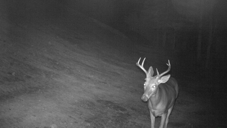 A whitetail buck uses Alberta's Bow Valley Gap wildlife overpass
