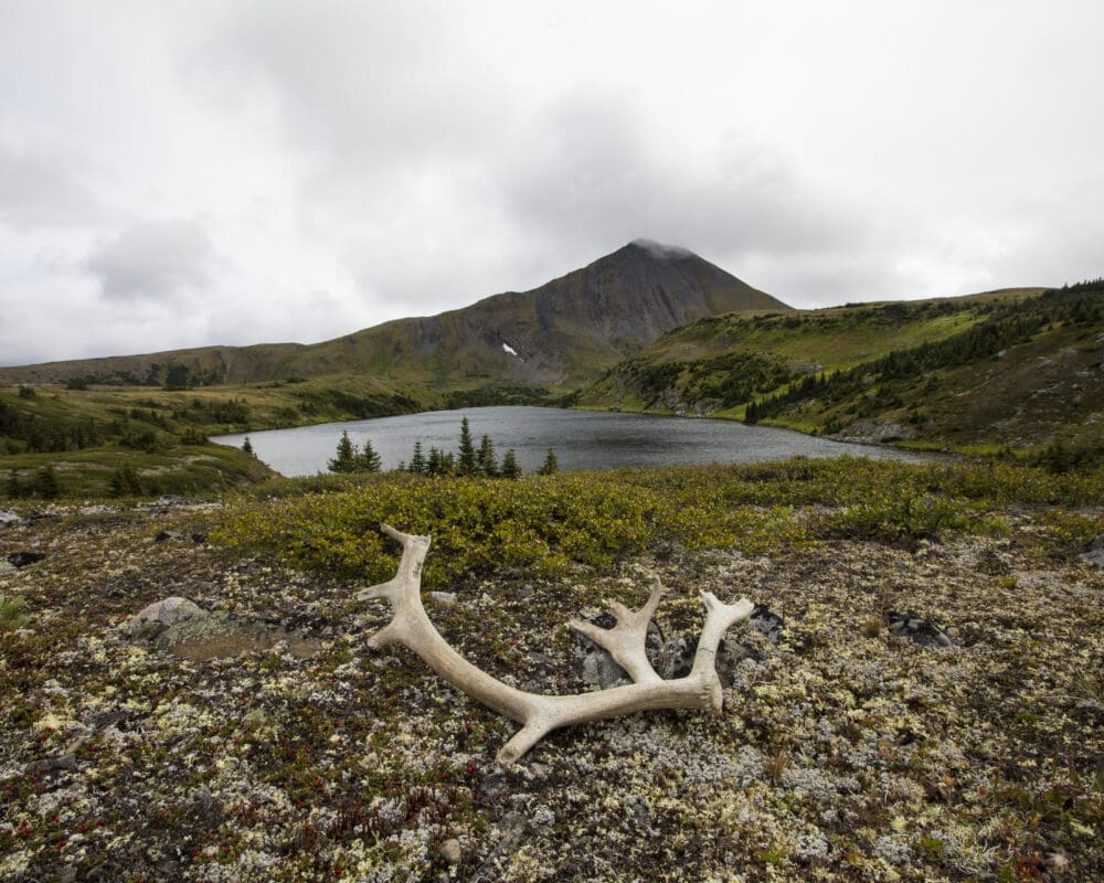 A caribou antler lays on vegetation in front of a small body of water with a mountain in the background. Credit: David Moskowitz