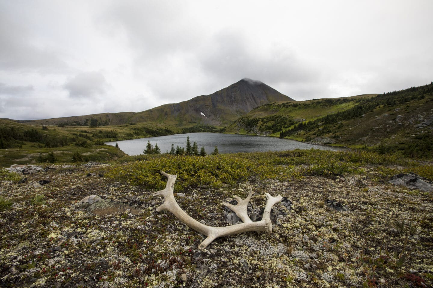 A caribou antler lays on vegetation in front of a small body of water with a mountain in the background. Credit: David Moskowitz