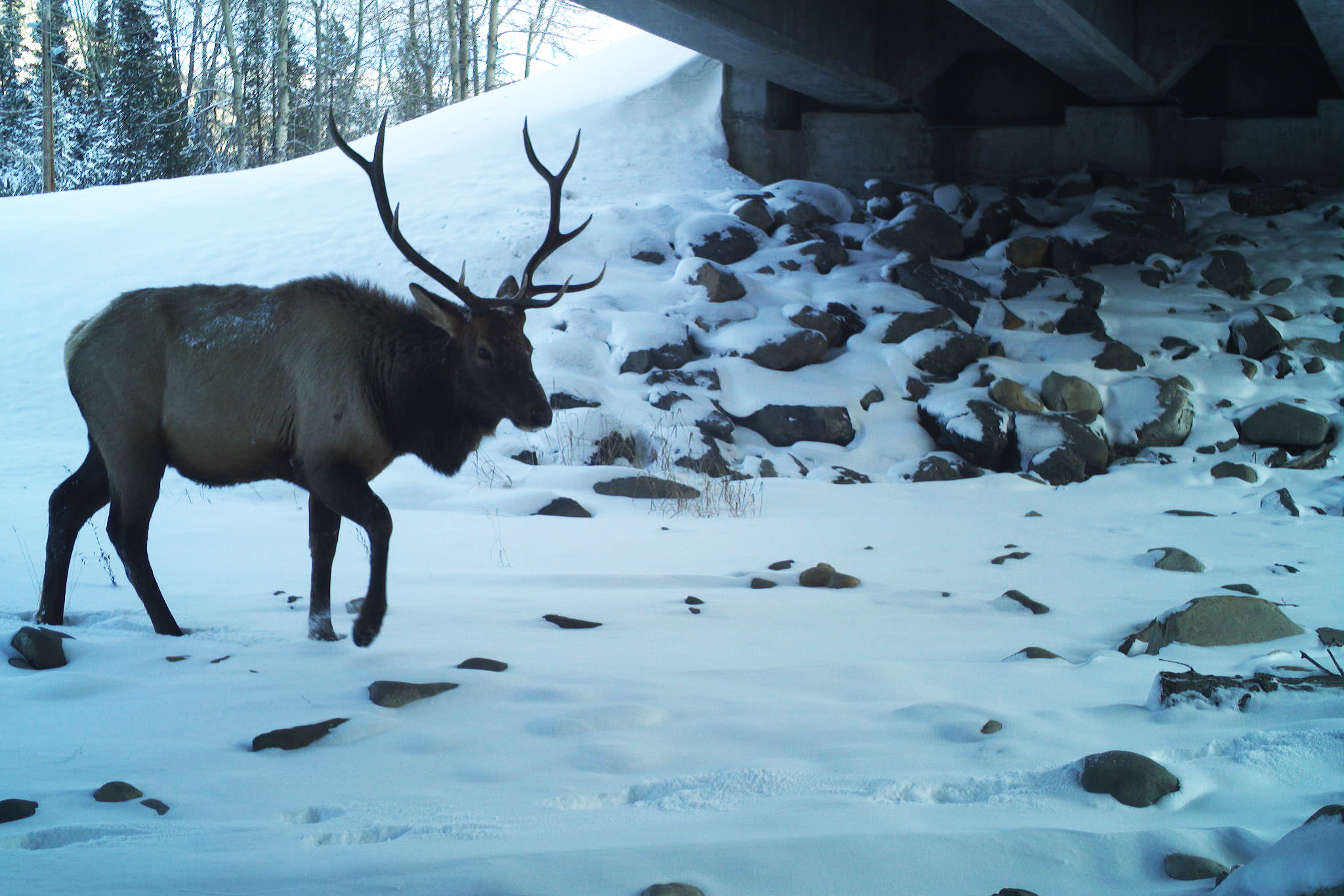 A bull elk moves through a wildlife underpass