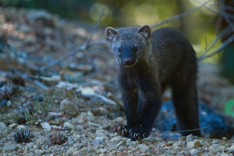 A younger fisher, part of the weasel family, stands on a rocky landscape.