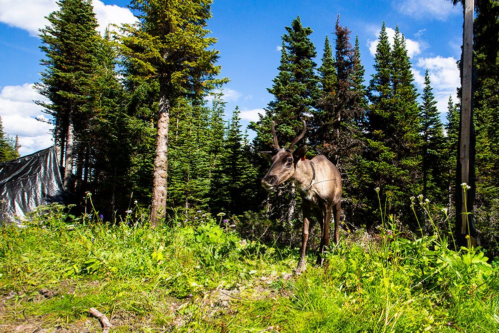 A female caribou exits the maternity pen in the late summer heading into mountains now protected through the expanded Klinse-za/Twin Sisters Park.