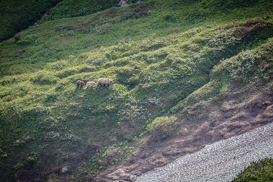 Aerial photo of a female grizzly bear and two cubs traversing a green mountain landscape.