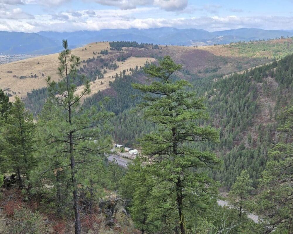 A tree filled view of Evaro Canyon in western Montana