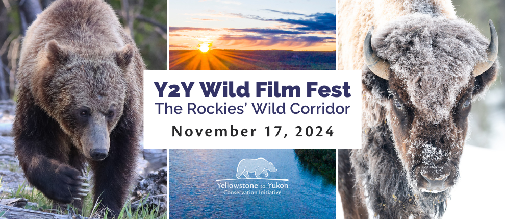 Join us for the 2024 Y2Y Wild Film Fest: The Rockies' Wild Corridor on November 17, 2024.