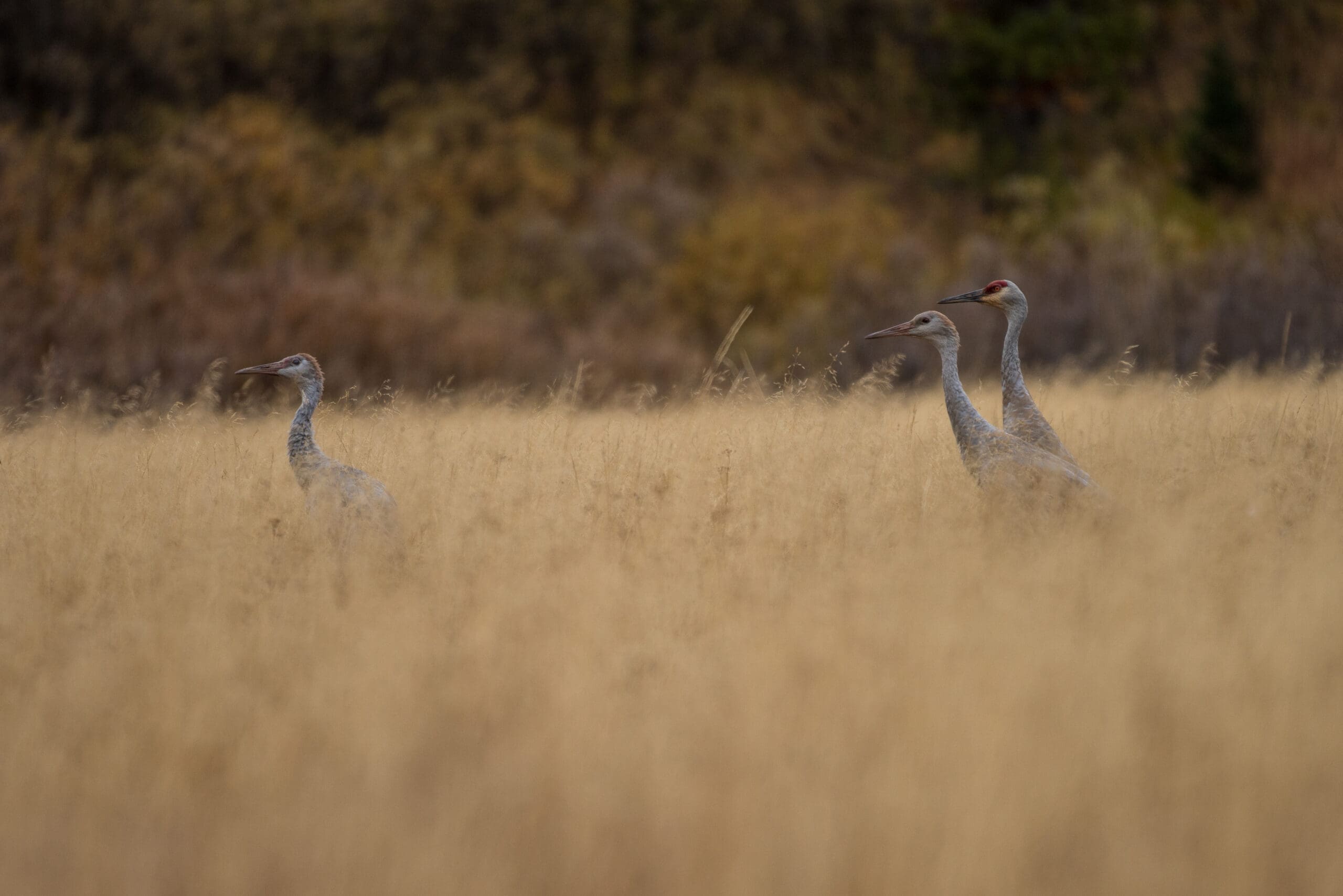 Sandhill cranes