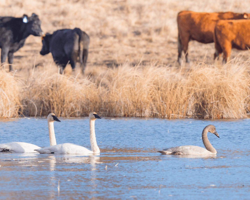 Brown and red cows and trumpeter swans in the prairies