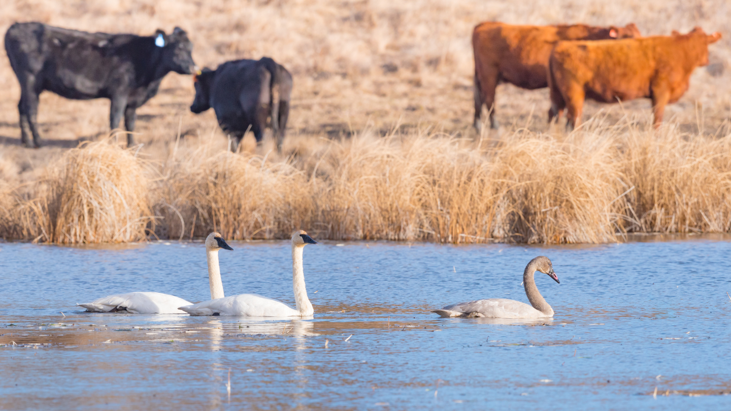 Brown and red cows and trumpeter swans in the prairies