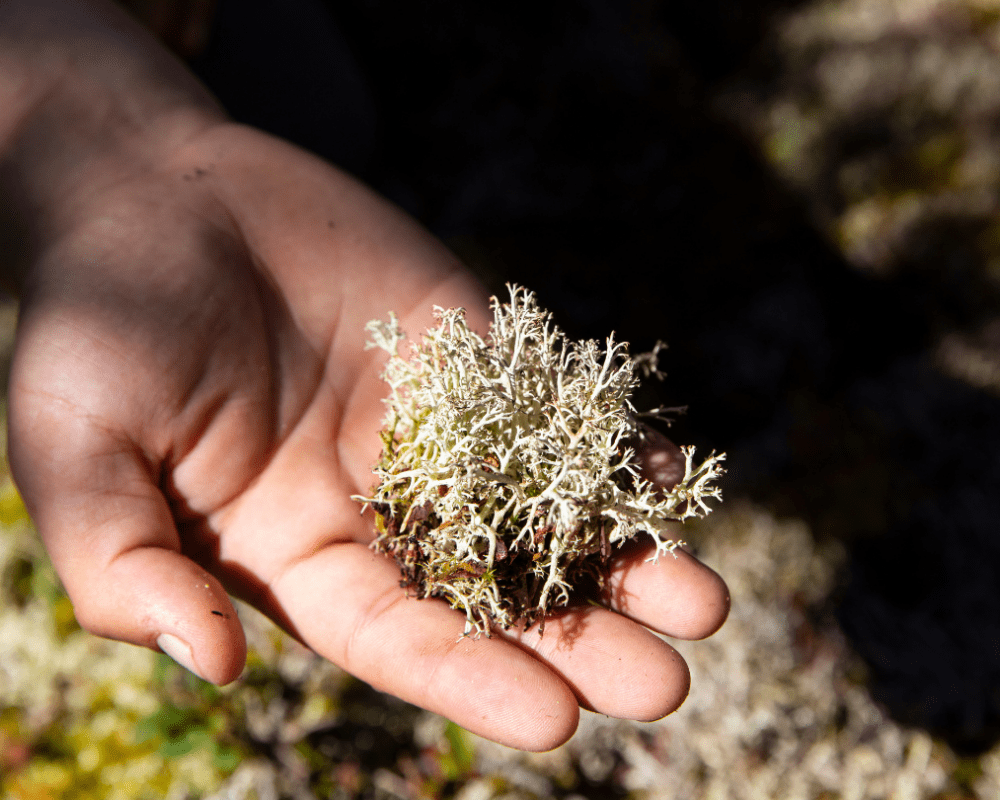 A person's hand is extended, palm up, with a piece of lichen, an important food source for mountain caribou.