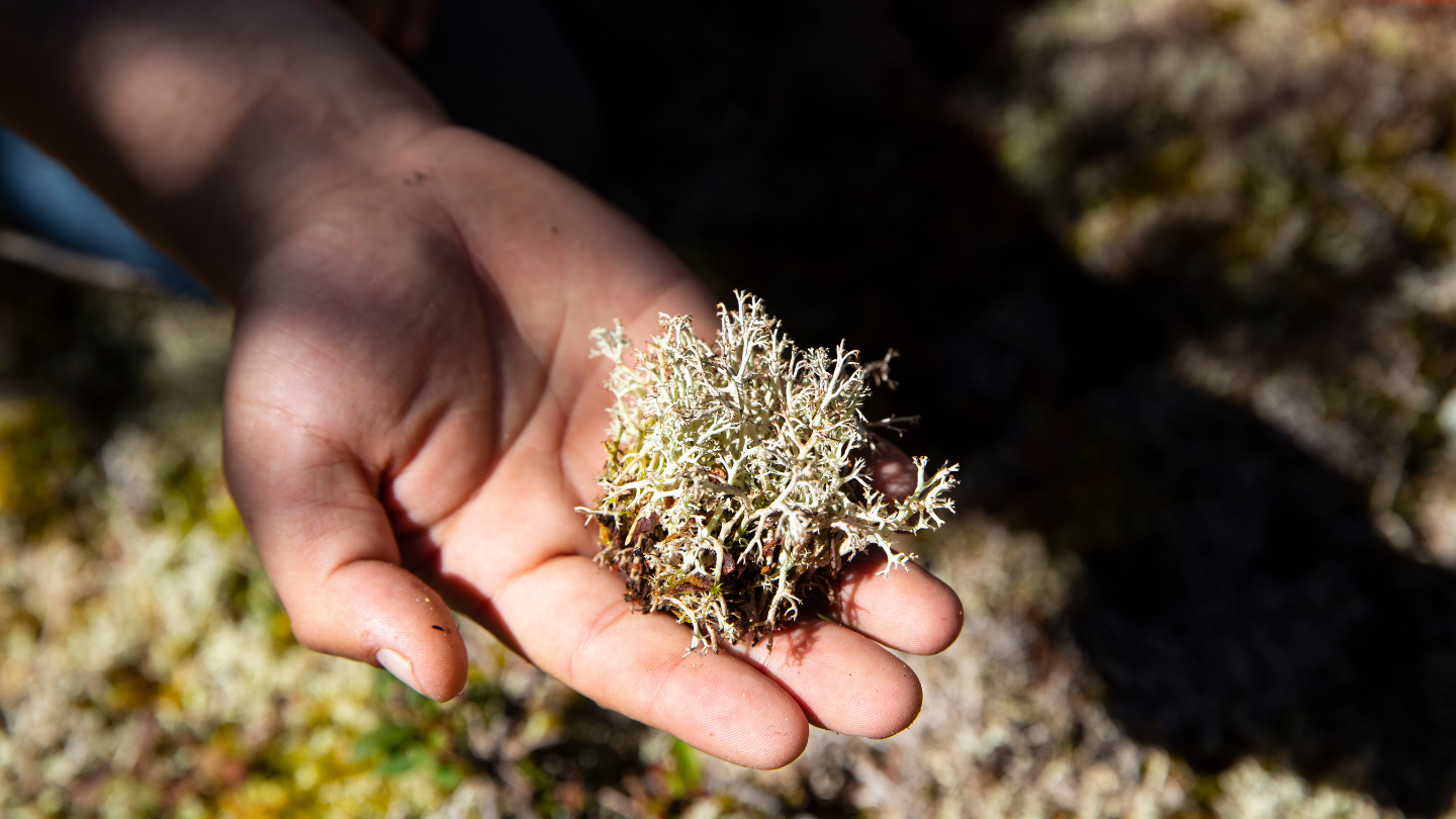 A person's hand is extended, palm up, with a piece of lichen, an important food source for mountain caribou.