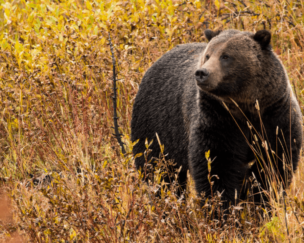 Grizzly bear stands in bright orange and yellow vegetation in Grand Teton National Park.