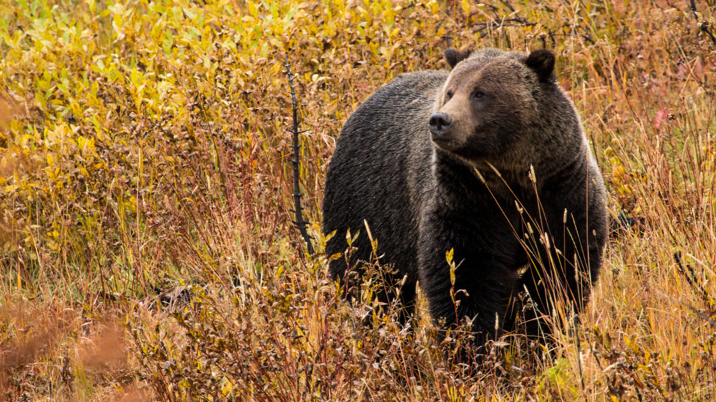 Grizzly bear stands in bright orange and yellow vegetation in Grand Teton National Park.