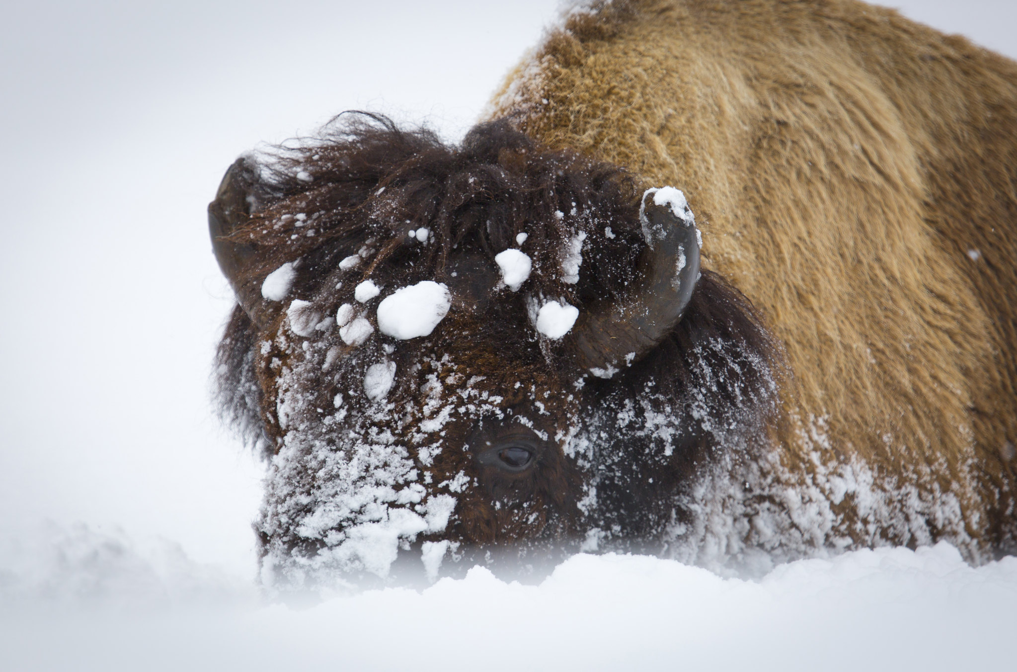 Bison in snow at Yellowstone National Park