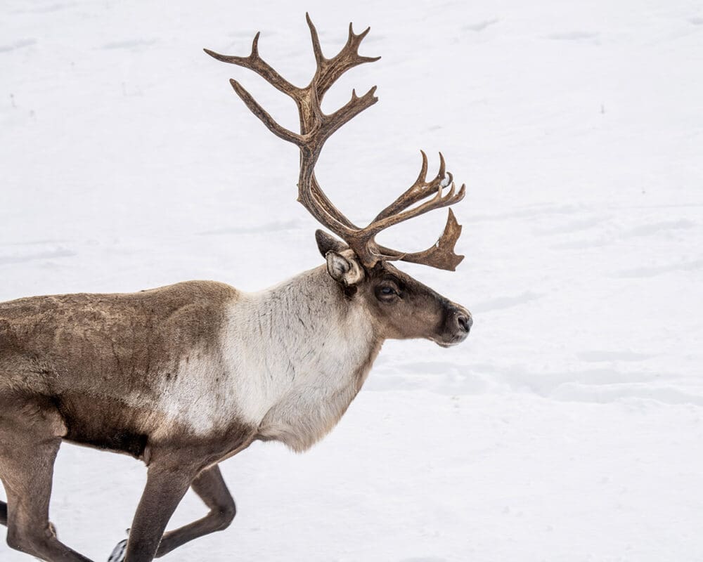 A caribou running on a snowy background