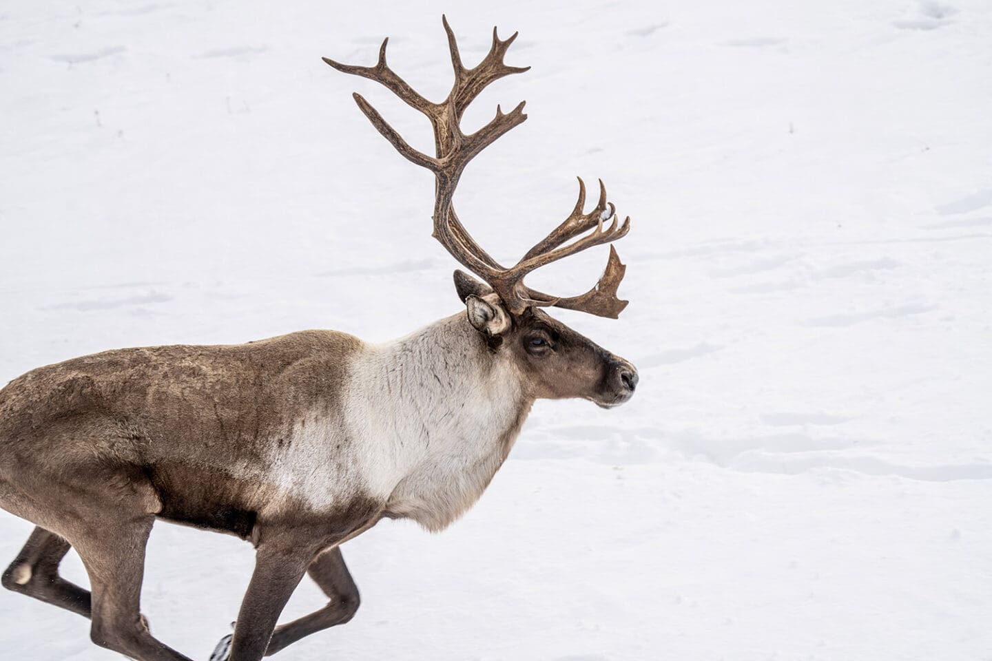 A caribou running on a snowy background