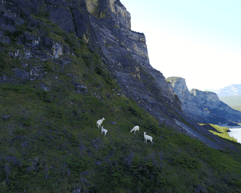 Wildlife on slopes near the Nahanni River, which flows through the Northwest Territories. Credit: Jodi Hilty.