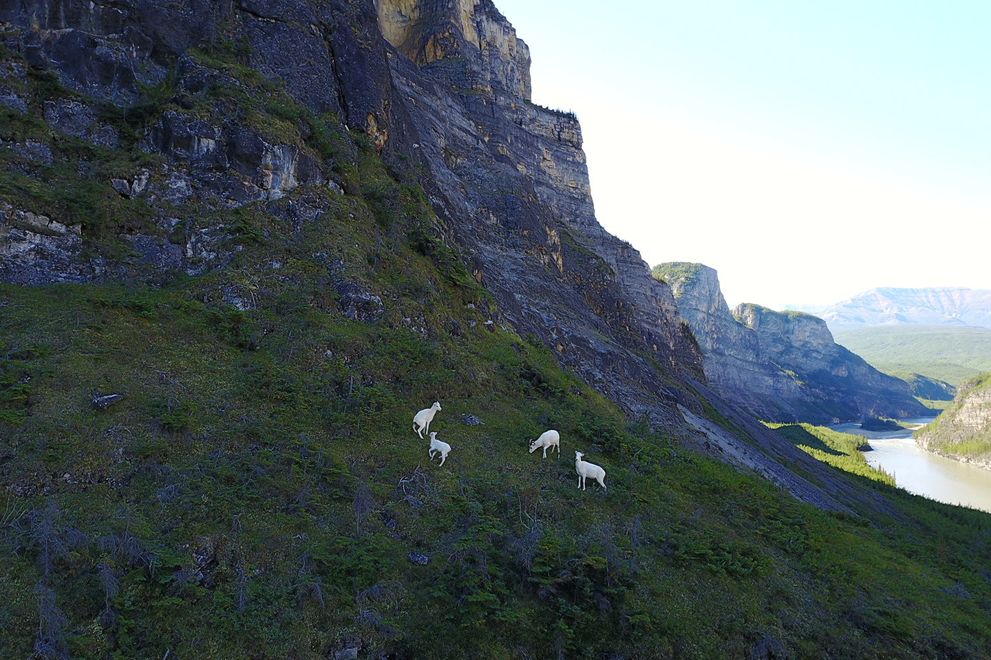 Wildlife on slopes near the Nahanni River, which flows through the Northwest Territories. Credit: Jodi Hilty.