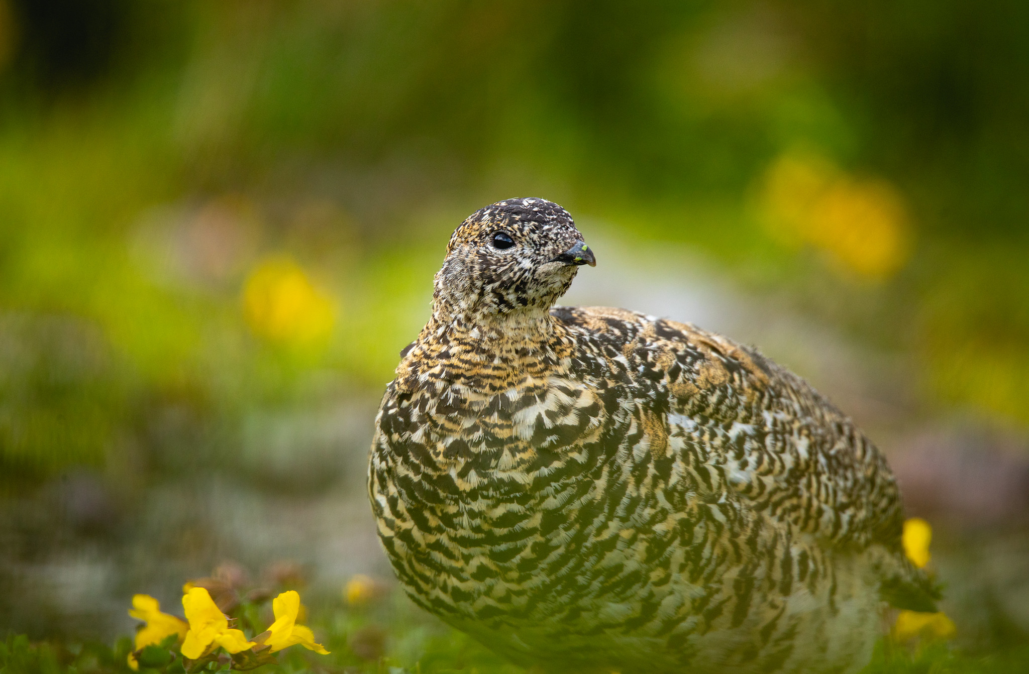 A white-tailed ptarmigan in Montana