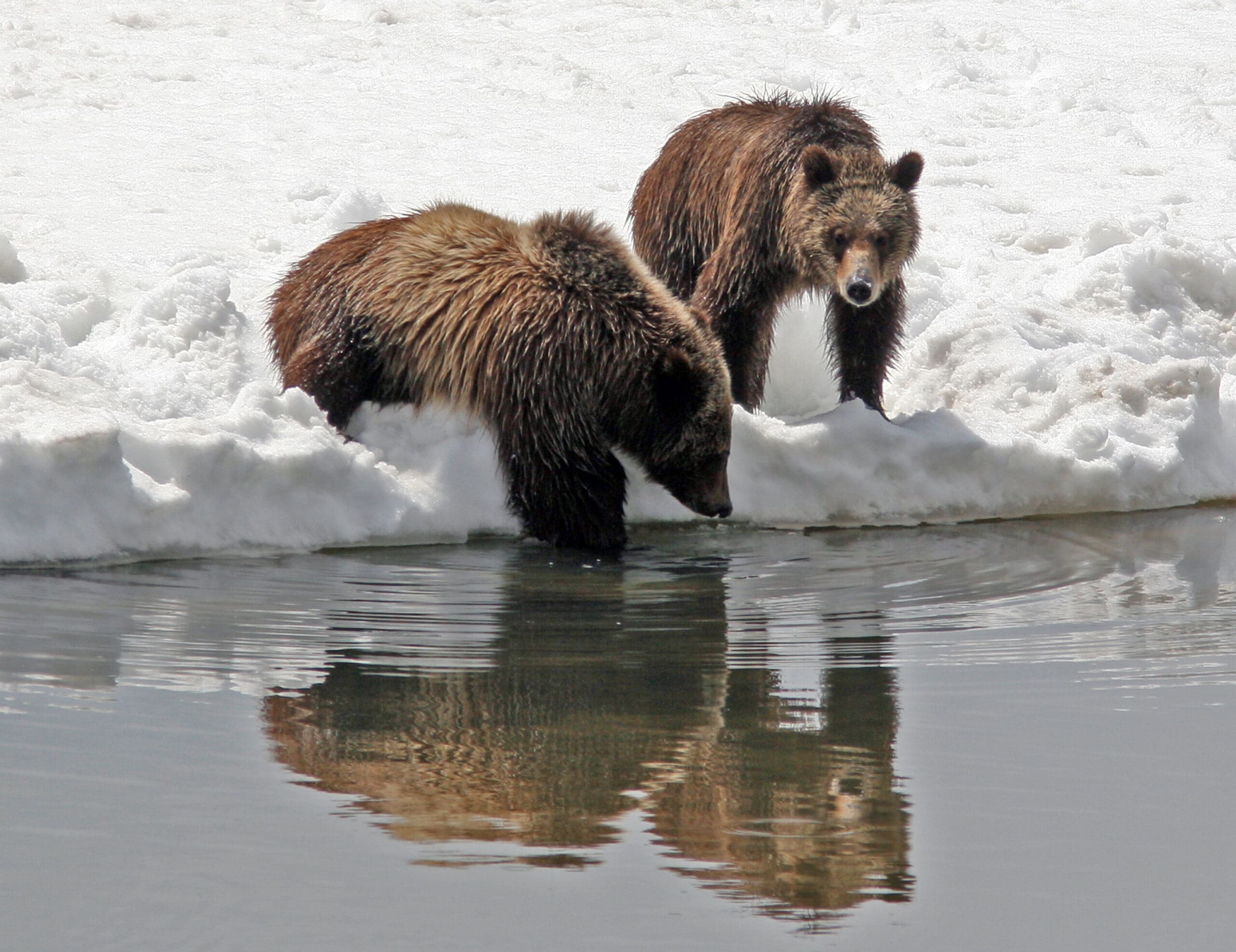 Grizzly 399 and a cub in Grand Teton National Park