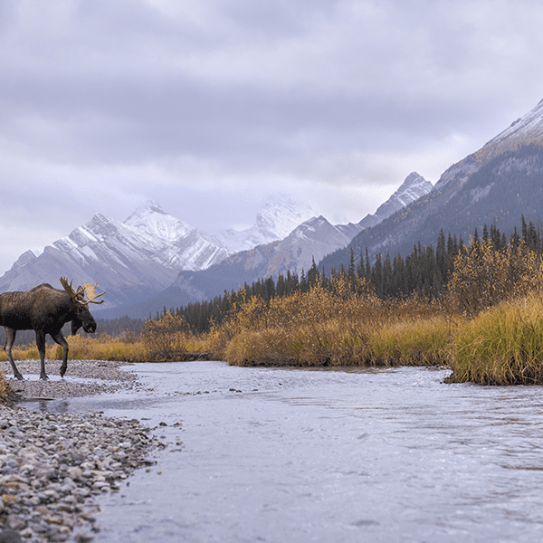 A bull moose crosses a gravel-bed river with fall foliage and snow-dusted mountains in the background