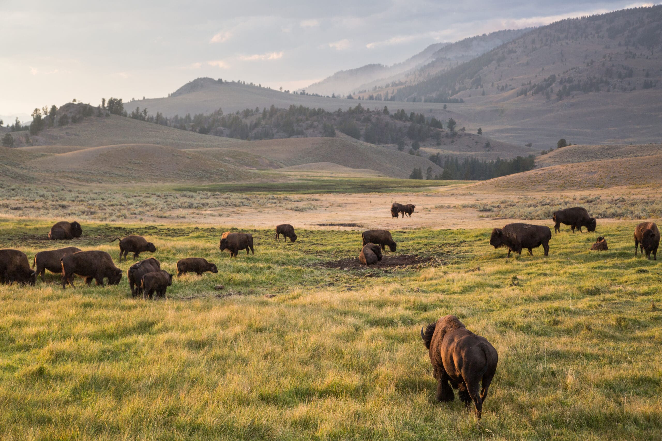 Bison in Yellowstone's Lamar Valley
