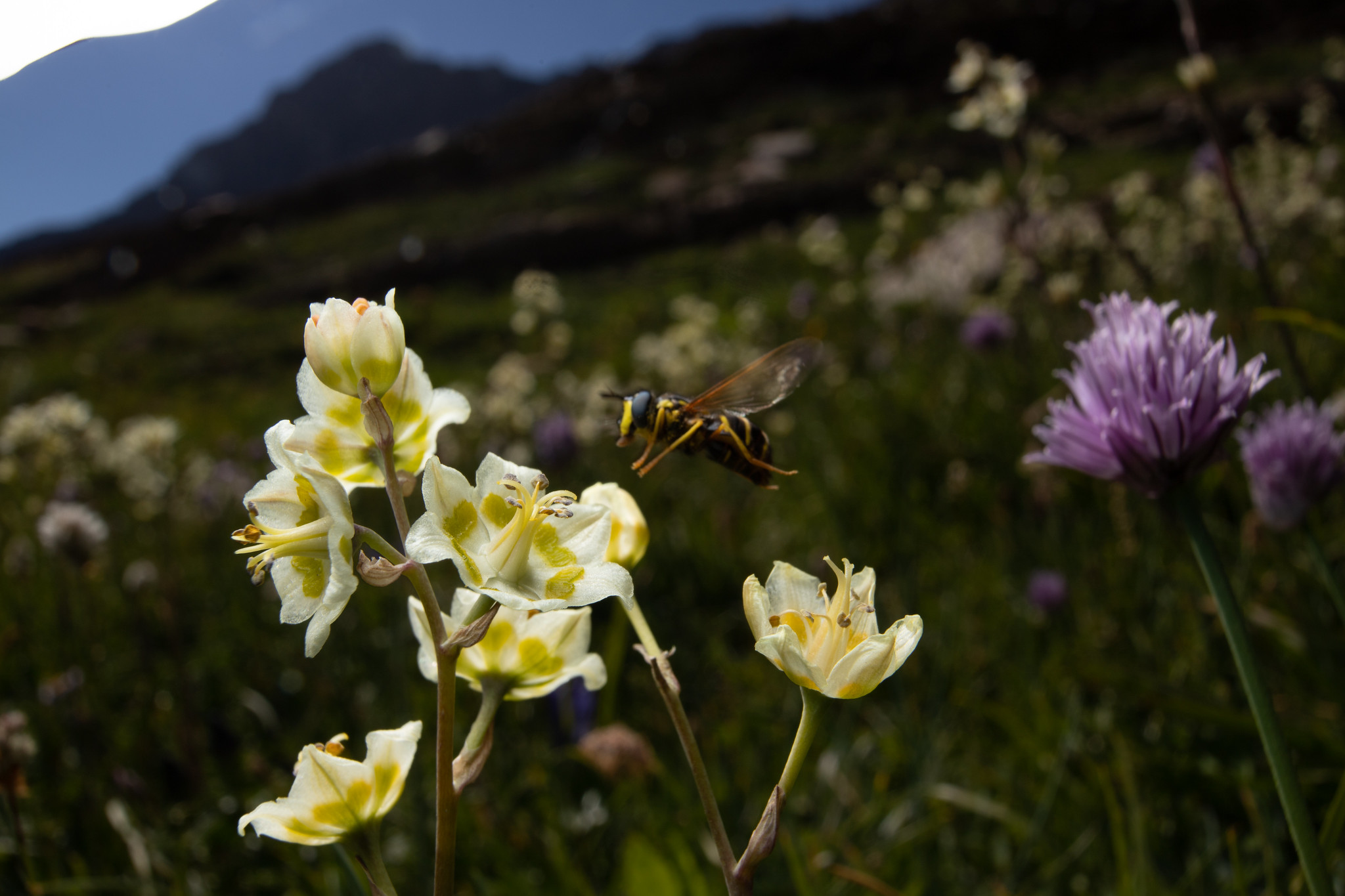 A bee-like insect hovers over a white flower.